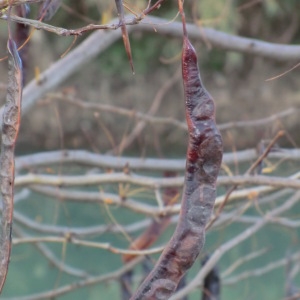 Photographie n°53800 du taxon Gleditsia triacanthos L. [1753]