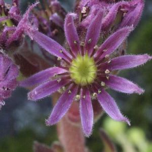 Photographie n°53817 du taxon Sempervivum montanum L. [1753]