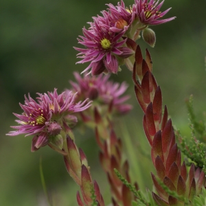 Photographie n°53818 du taxon Sempervivum montanum L. [1753]