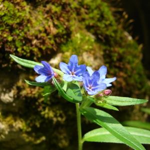 Photographie n°53819 du taxon Lithospermum purpurocaeruleum L. [1753]