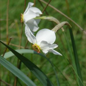 Photographie n°53824 du taxon Narcissus poeticus L. [1753]