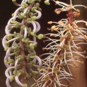 Ceratonia coriacea Salisb. (Caroubier)