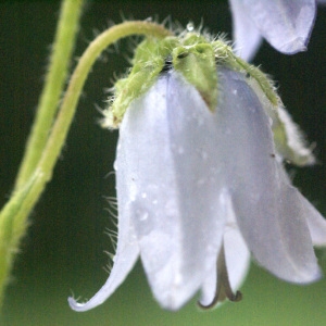 Photographie n°53834 du taxon Campanula barbata L. [1759]