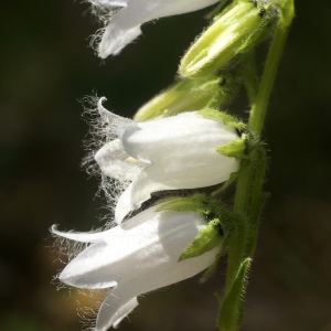 Photographie n°53835 du taxon Campanula barbata L. [1759]