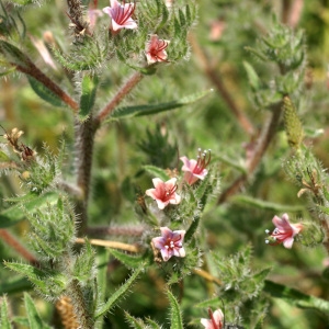 Photographie n°53836 du taxon Echium asperrimum Lam. [1792]