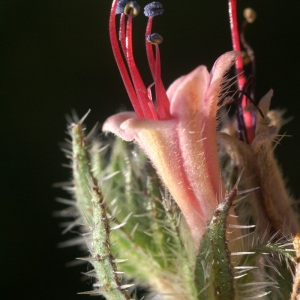 Photographie n°53838 du taxon Echium asperrimum Lam. [1792]