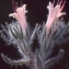  Liliane Roubaudi - Echium asperrimum Lam. [1792]