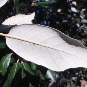 Photographie n°53844 du taxon Quercus ilex L. [1753]