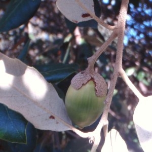 Photographie n°53845 du taxon Quercus ilex L. [1753]