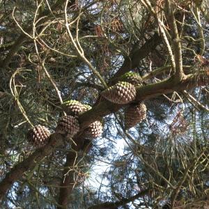 Pinus tuberculata D.Don (Pin de Monterey)