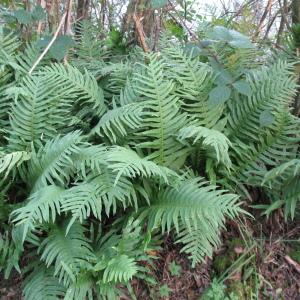 Photographie n°53851 du taxon Polypodium cambricum L. [1753]