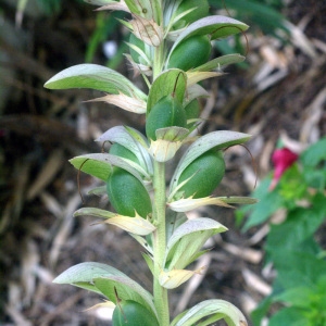 Photographie n°53869 du taxon Acanthus mollis L. [1753]