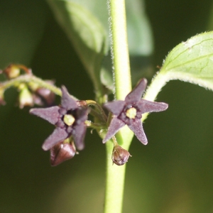 Photographie n°53876 du taxon Vincetoxicum nigrum (L.) Moench [1802]