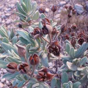 Photographie n°53889 du taxon Cistus albidus L. [1753]