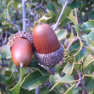 Photographie n°53891 du taxon Quercus coccifera L. [1753]