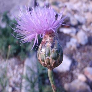 Photographie n°53895 du taxon Centaurea intybacea Lam. [1785]