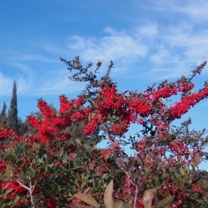 Photographie n°53903 du taxon Pyracantha coccinea M.Roem. [1847]