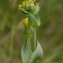  Liliane Roubaudi - Blackstonia perfoliata (L.) Huds.
