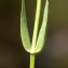  Liliane Roubaudi - Blackstonia imperfoliata (L.f.) Samp. [1913]