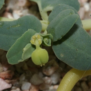 Photographie n°53923 du taxon Euphorbia peplis L. [1753]