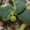  Liliane Roubaudi - Euphorbia peplis L. [1753]