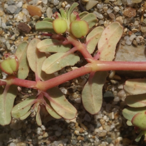Photographie n°53927 du taxon Euphorbia peplis L. [1753]