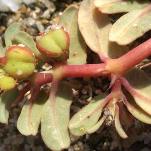 Photographie n°53928 du taxon Euphorbia peplis L. [1753]