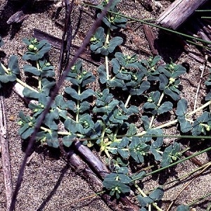 Photographie n°53929 du taxon Euphorbia peplis L. [1753]