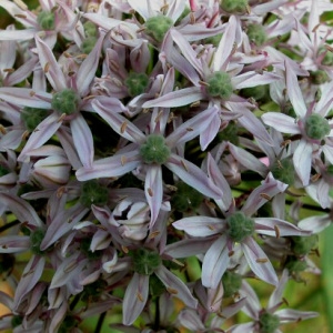 Photographie n°53935 du taxon Allium nigrum L. [1762]