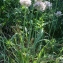  Liliane Roubaudi - Allium nigrum L. [1762]