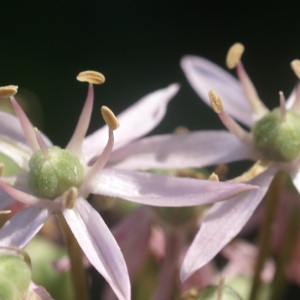 Photographie n°53939 du taxon Allium nigrum L. [1762]