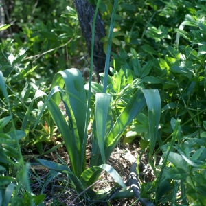 Photographie n°53940 du taxon Allium nigrum L. [1762]