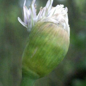 Photographie n°53941 du taxon Allium nigrum L. [1762]