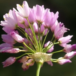 Photographie n°53947 du taxon Allium roseum L. [1753]