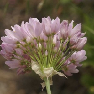 Photographie n°53949 du taxon Allium roseum L. [1753]