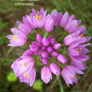 Photographie n°53950 du taxon Allium roseum L. [1753]