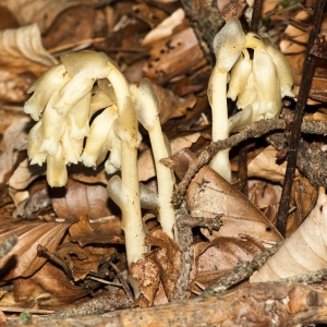 Photographie n°53968 du taxon Monotropa hypopitys L. [1753]