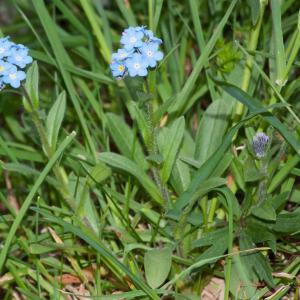 Photographie n°53969 du taxon Myosotis alpestris F.W.Schmidt [1794]