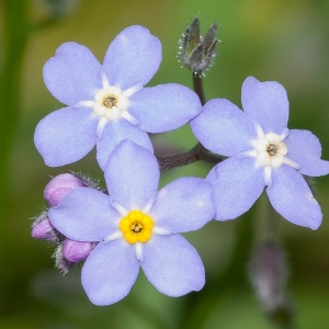 Photographie n°53970 du taxon Myosotis arvensis (L.) Hill [1764]