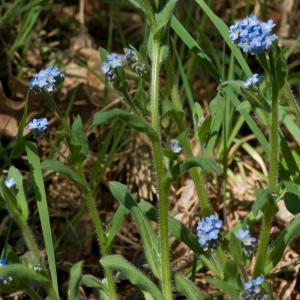 Photographie n°53971 du taxon Myosotis sylvatica Hoffm. [1791]