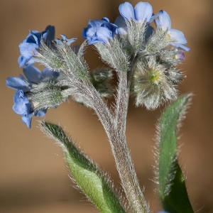 Photographie n°53972 du taxon Myosotis sylvatica Hoffm. [1791]