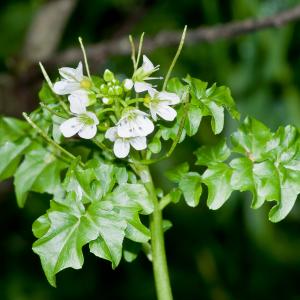 Photographie n°53980 du taxon Nasturtium officinale R.Br. [1812]