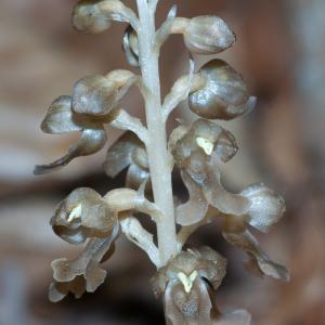 Photographie n°53981 du taxon Neottia nidus-avis (L.) Rich. [1817]