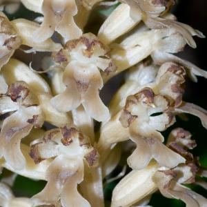 Photographie n°53983 du taxon Neottia nidus-avis (L.) Rich.