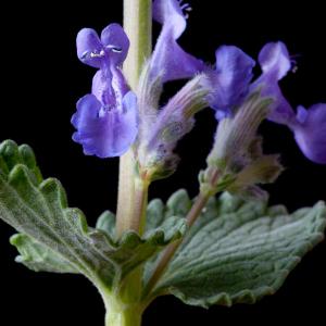 Nepeta racemosa Lam. (Népéta de Mussin)