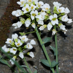 Photographie n°53988 du taxon Noccaea montana subsp. montana