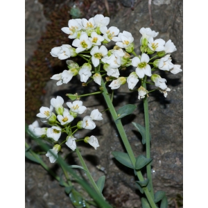 Thlaspi beugesiacum Jord. (Tabouret des montagnes)