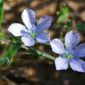 Photographie n°54005 du taxon Linum bienne Mill. [1768]