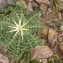  Liliane Roubaudi - Centaurea calcitrapa L. [1753]