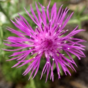 Photographie n°54048 du taxon Centaurea corymbosa Pourr. [1788]